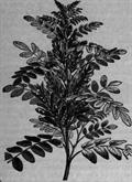 Glycyrrhiza glabra var. typica